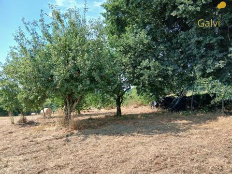 Finca